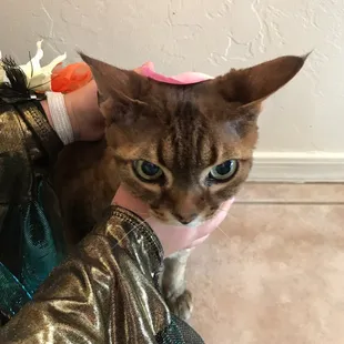 Lilli was in to see her he vet today. We are waiting while they draw his blood as the vet detected a slight heart murmur today.