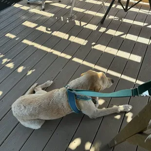 Dog friendly!
