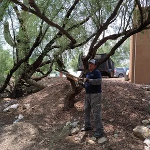 Brush removal and tree trimming