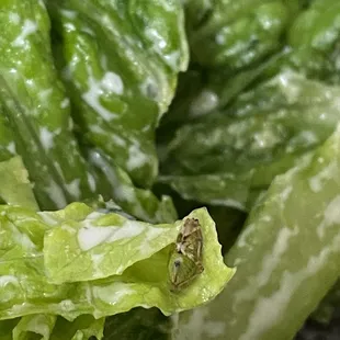 A bug in my lettuce