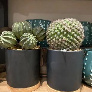 Faux cacti