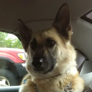 Piper F.