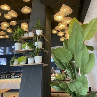 a plant in a pot in a restaurant