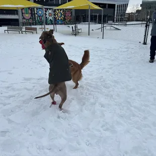My dog loves it here.