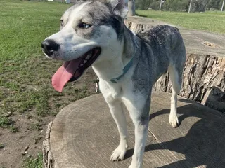 Hefflinger Dog Park