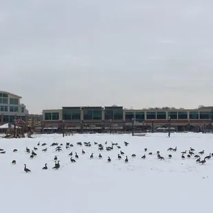 The geese love it!