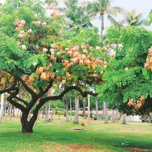 Great coloring on these trees