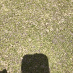 Practice putting green. So many patches that you&apos;ll never have a straight putt.