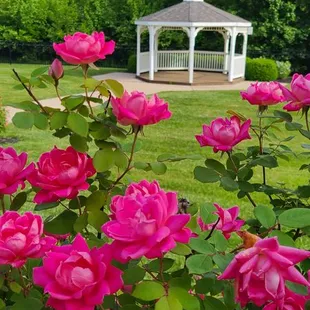Looking out at the gazebo from behind the blooming rosebushes lining the patio