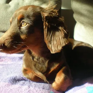 mimi m.