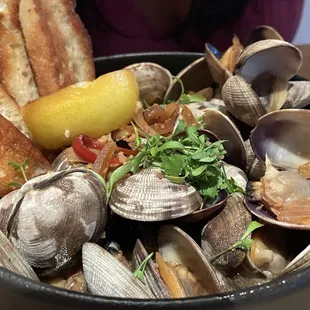 Manila Clams Steamers