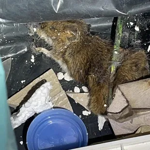 Dead rat under sink, filthy &amp; the staff is horrendous!