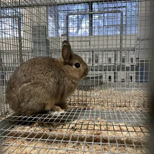 6/17/22 bunnies for sale