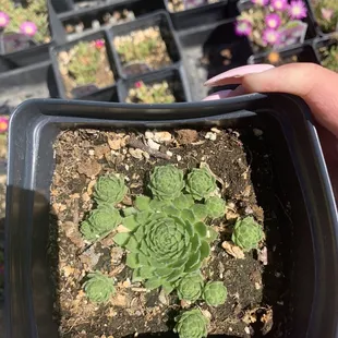 Outdoor succulent