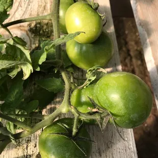 Tomatoes up close