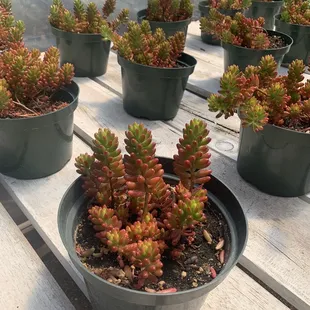 Jelly Bean succulent