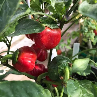 Close up of peppers