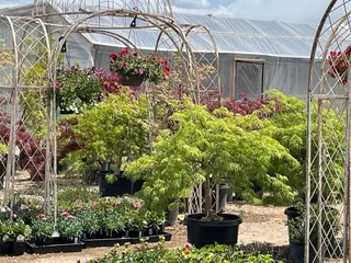 Plant World