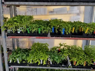 Agra Greenhouses