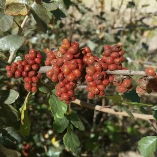 Wild berries along the trail... Do Not Eat the berries....