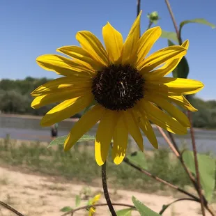 Black eyed Susan flowers all over. :)