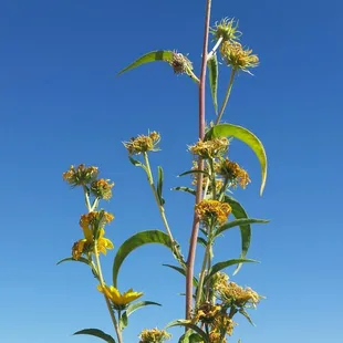Beautiful sunflowers with an essence of chocolate