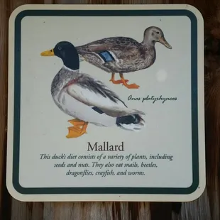 Mallards in the pond