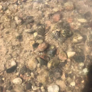 The rocks are beautiful as long as they stay in the water. You take them out they dry and they're ugly.