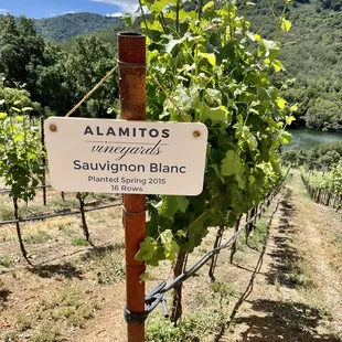 a sign for sauvignon blanc