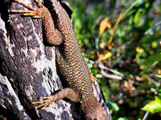 Stebbins Cold Canyon Loop Trail