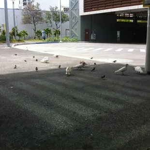 Inhabitants of Alapai. They are silently pleading for food.