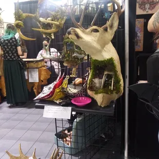 Oddities and Curiosities