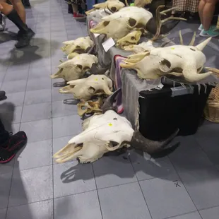 Oddities and Curiosities