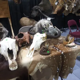 Oddities and Curiosities