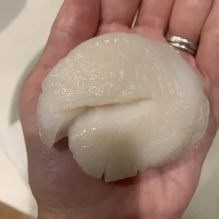 A U-8 scallop that spans the size of my palm.