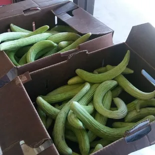 I don't know what these are called in English. Its kind of like a young cucumber.