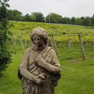 Vineyard