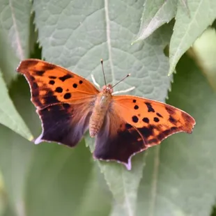 Butterfly in the butterfly garden