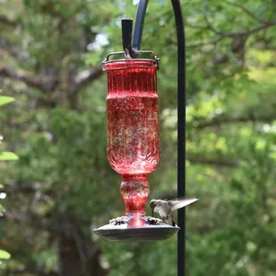 Hummingbird alongside one of the garden paths
