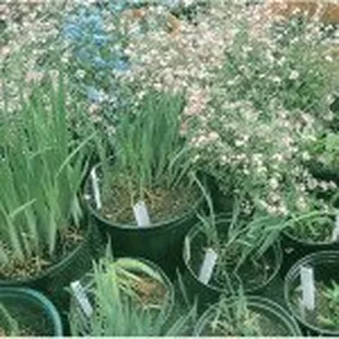 Spring Plant Sale!