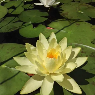 Lotus on the koi pond