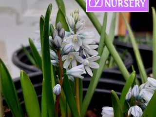 Rehm's Nursery and Garden Center