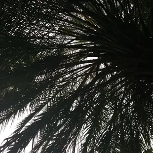 Lots of tropical greenery.