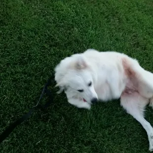 She gave the pistachio macaron 5 stars. Such a scavenger.