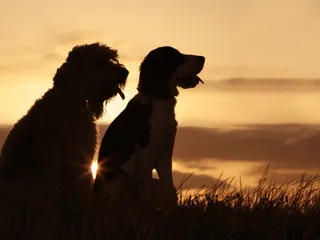 Pet Cremation Services