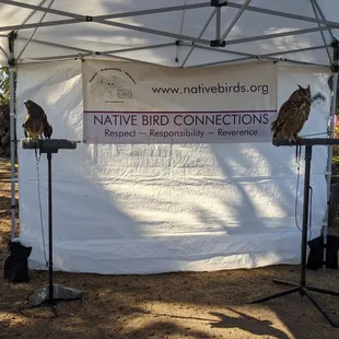 Native Bird Connections at the Fall Festival 2021