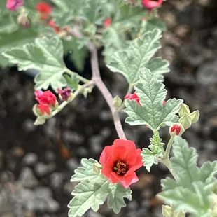 Checking out plants for my new landscaping project