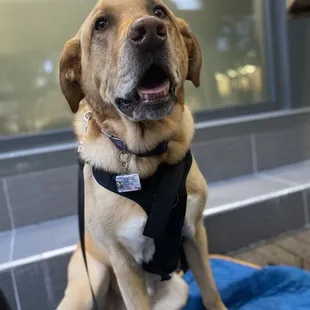 Maverick enjoying the patio