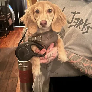 A puppy