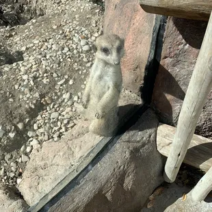 a meerkat looking in a mirror